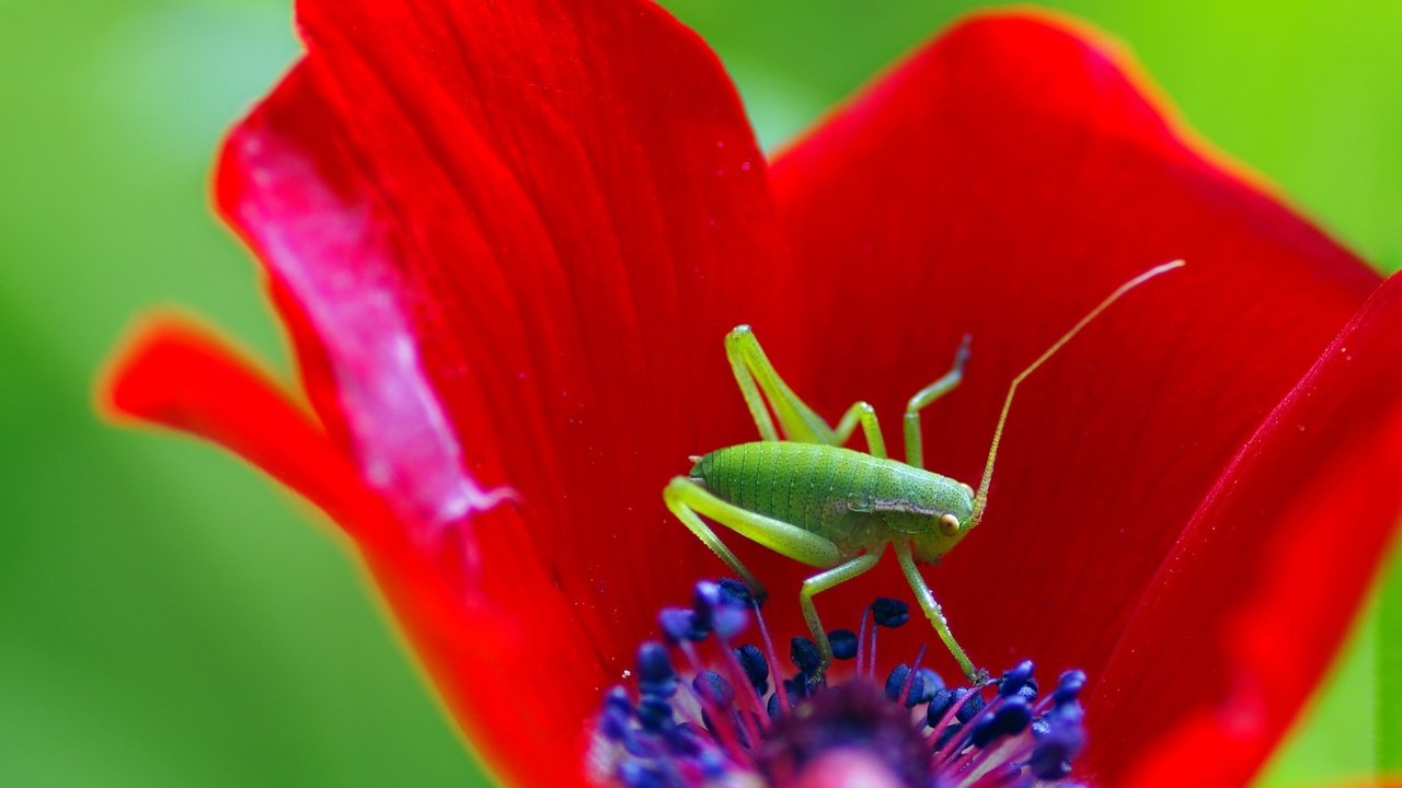 Обои макро, насекомое, цветок, мак, кузнечик, ziva & amir, macro, insect, flower, mac, grasshopper разрешение 3023x2174 Загрузить