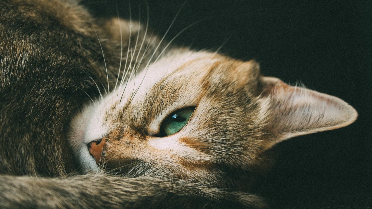 Обои глаза, кот, усы, шерсть, кошка, взгляд, зеленые, eyes, cat, mustache, wool, look, green разрешение 3888x2592 Загрузить