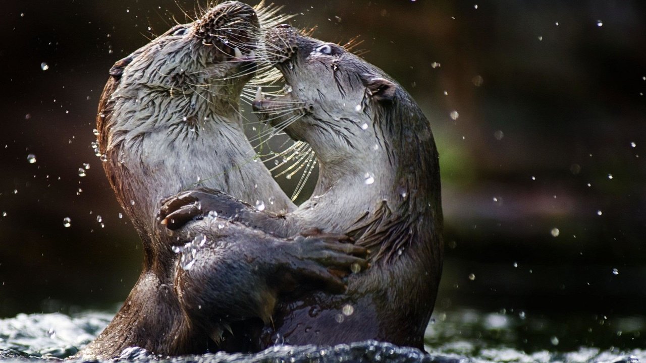 Обои вода, животные, выдры, речная выдра, water, animals, otters, river otter разрешение 2048x1365 Загрузить