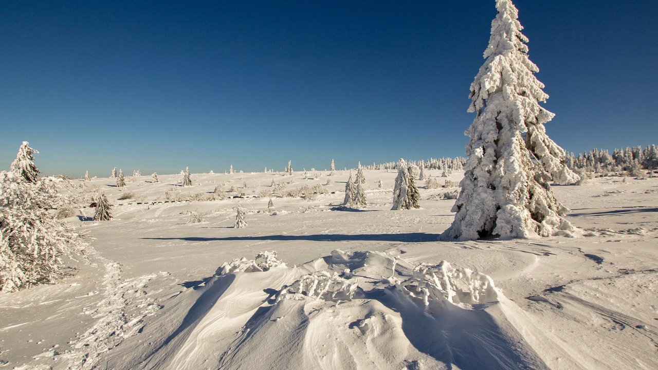 Обои снег, лес, зима, мороз, ель, сугробы, snow, forest, winter, frost, spruce, the snow разрешение 2048x1365 Загрузить