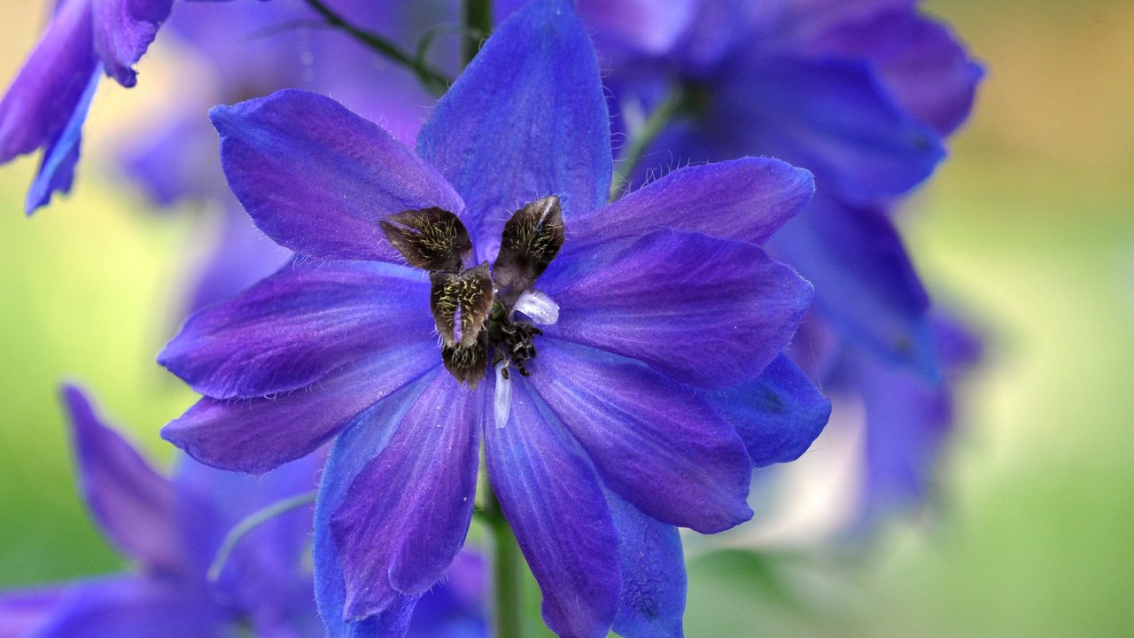 Обои цветы, лепестки, синие, flowers, petals, blue разрешение 2048x1359 Загрузить