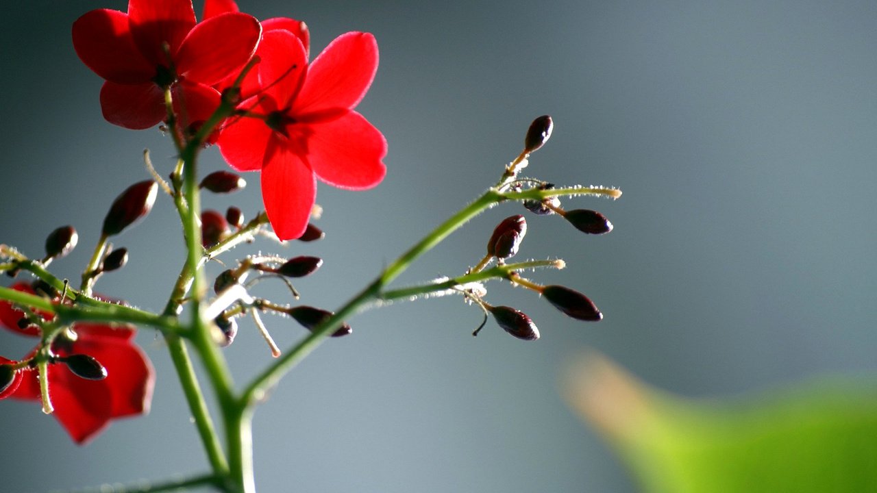 Обои цветы, листья, макро, лепестки, красные, стебель, flowers, leaves, macro, petals, red, stem разрешение 1920x1200 Загрузить