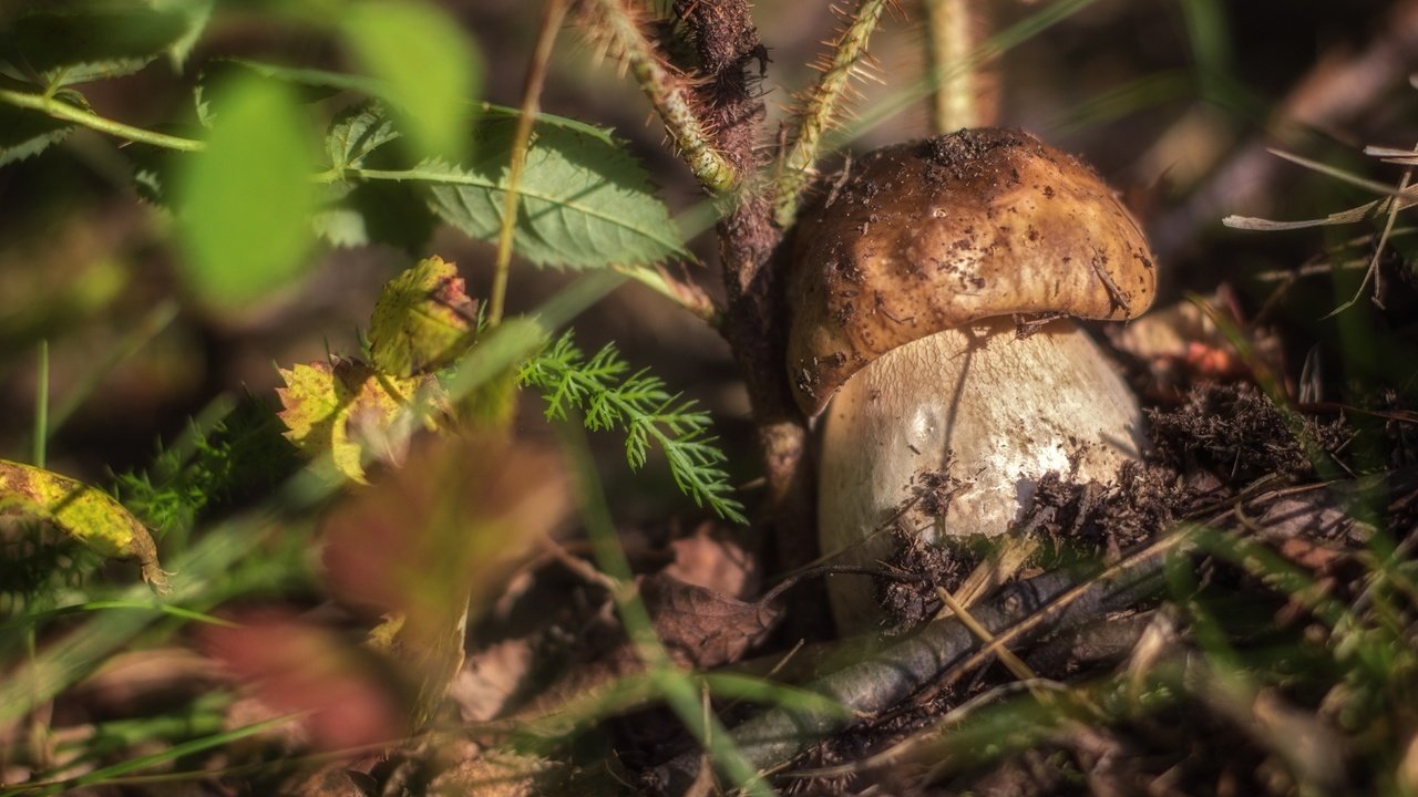 Обои трава, природа, макро, гриб, боровик, grass, nature, macro, mushroom, borovik разрешение 2400x1532 Загрузить