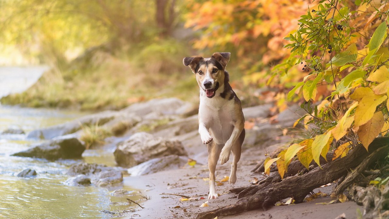 Обои взгляд, осень, собака, друг, look, autumn, dog, each разрешение 1920x1151 Загрузить