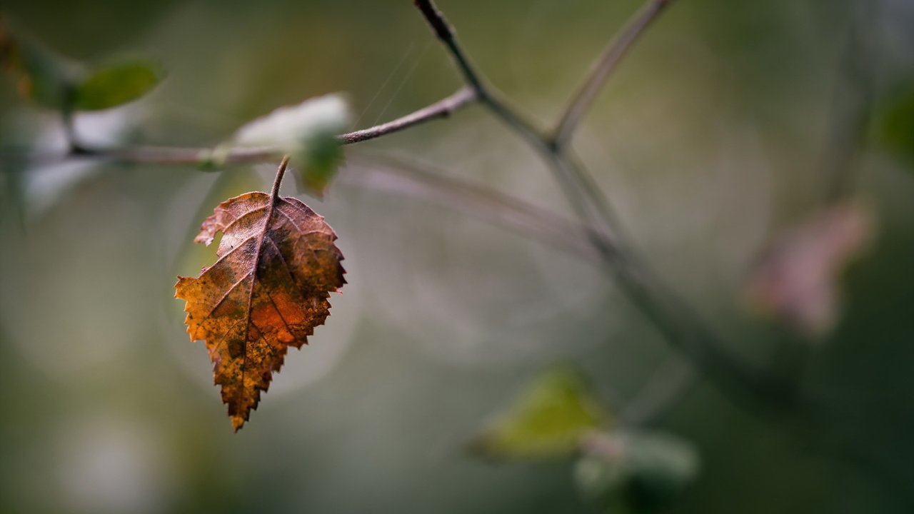 Обои природа, осень, лист, nature, autumn, sheet разрешение 1920x1280 Загрузить