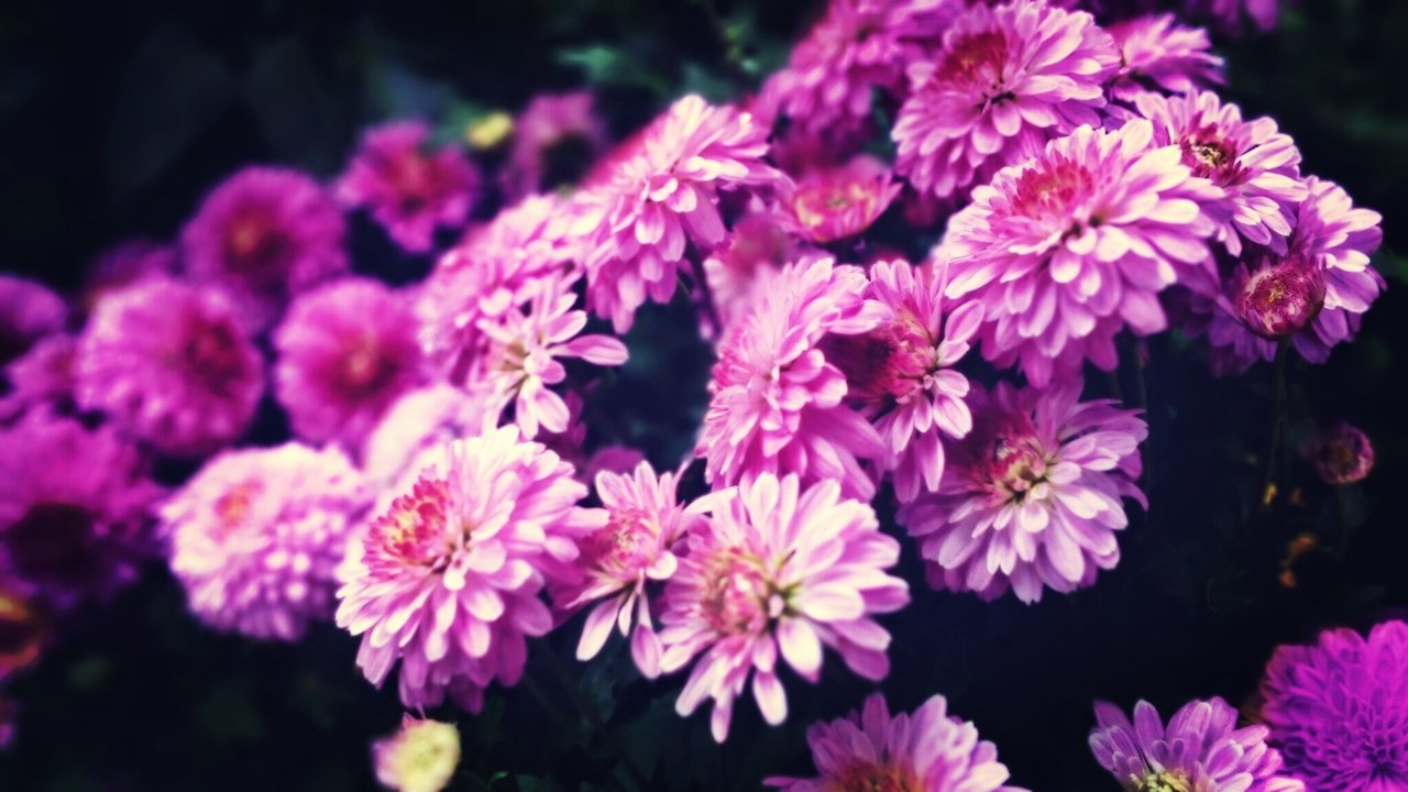Обои цветы, хризантемы, хризантема, цветком, пинк, лиловая, flowers, chrysanthemum, flower, pink, purple разрешение 2048x1152 Загрузить