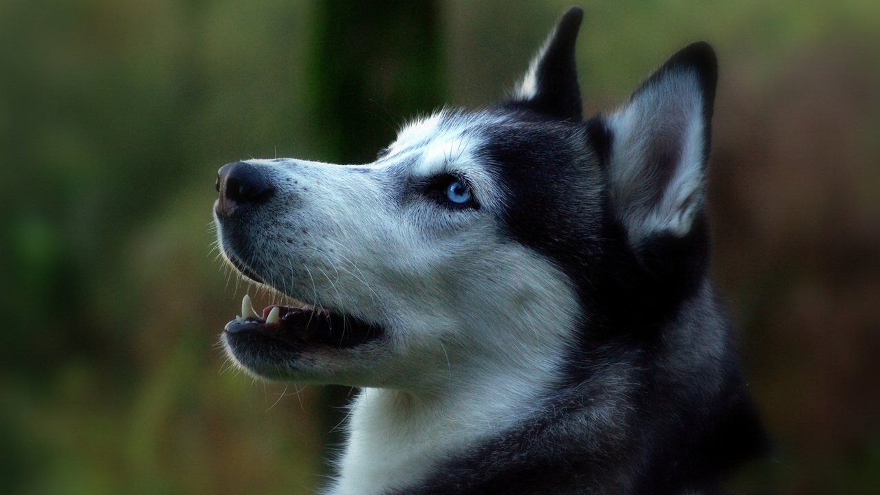 Обои портрет, собака, профиль, сибирский хаски, portrait, dog, profile, siberian husky разрешение 1920x1200 Загрузить