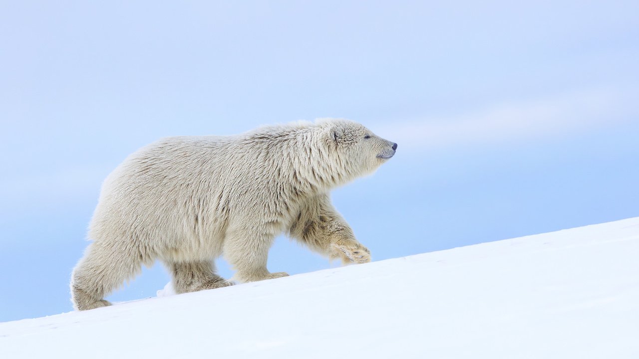 Обои снег, полярный медведь, медведь, белый медведь, аляска, snow, polar bear, bear, alaska разрешение 2048x1245 Загрузить