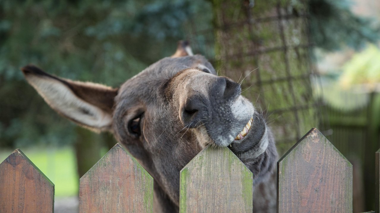 Обои фон, забор, животное, осел, ослик, background, the fence, animal, donkey разрешение 2048x1365 Загрузить