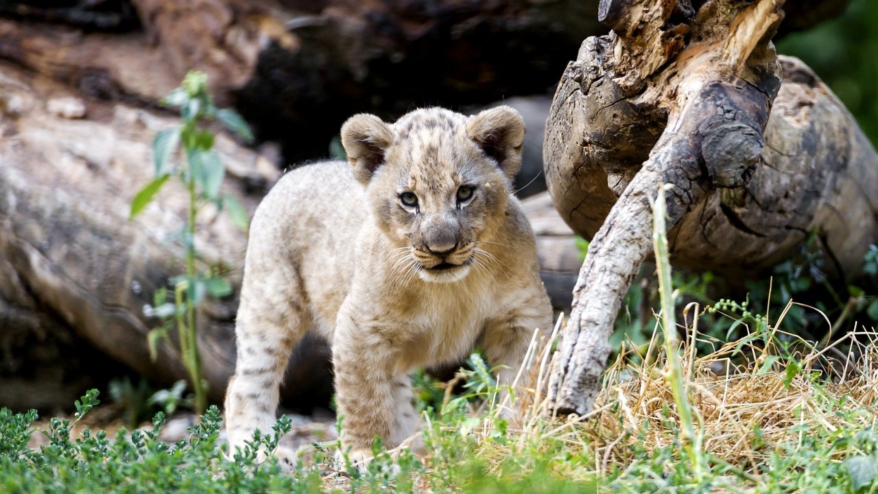 Обои хищник, лев, малыш, львёнок, милый, predator, leo, baby, lion, cute разрешение 2400x1571 Загрузить