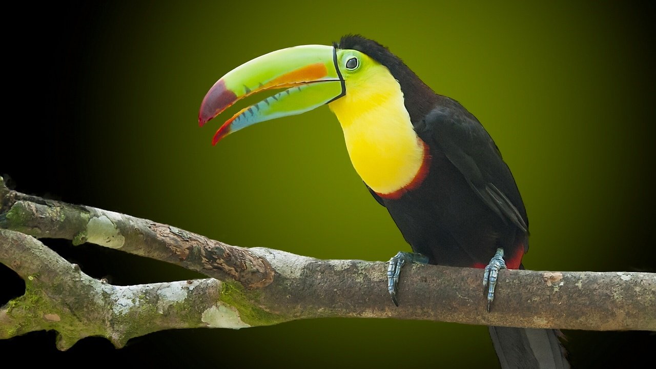 Обои природа, птица, тукан, клюв, nature, bird, toucan, beak разрешение 1920x1200 Загрузить