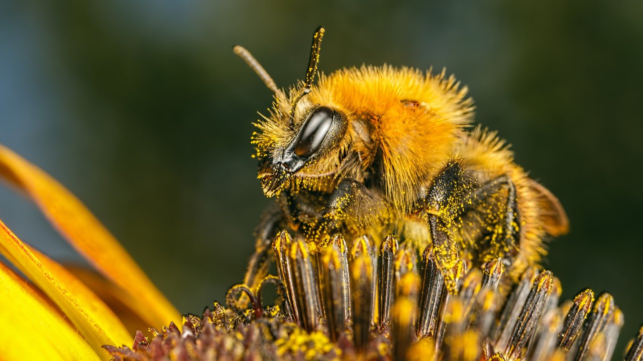 Обои насекомое, цветок, пчела, пыльца, insect, flower, bee, pollen разрешение 2048x1365 Загрузить