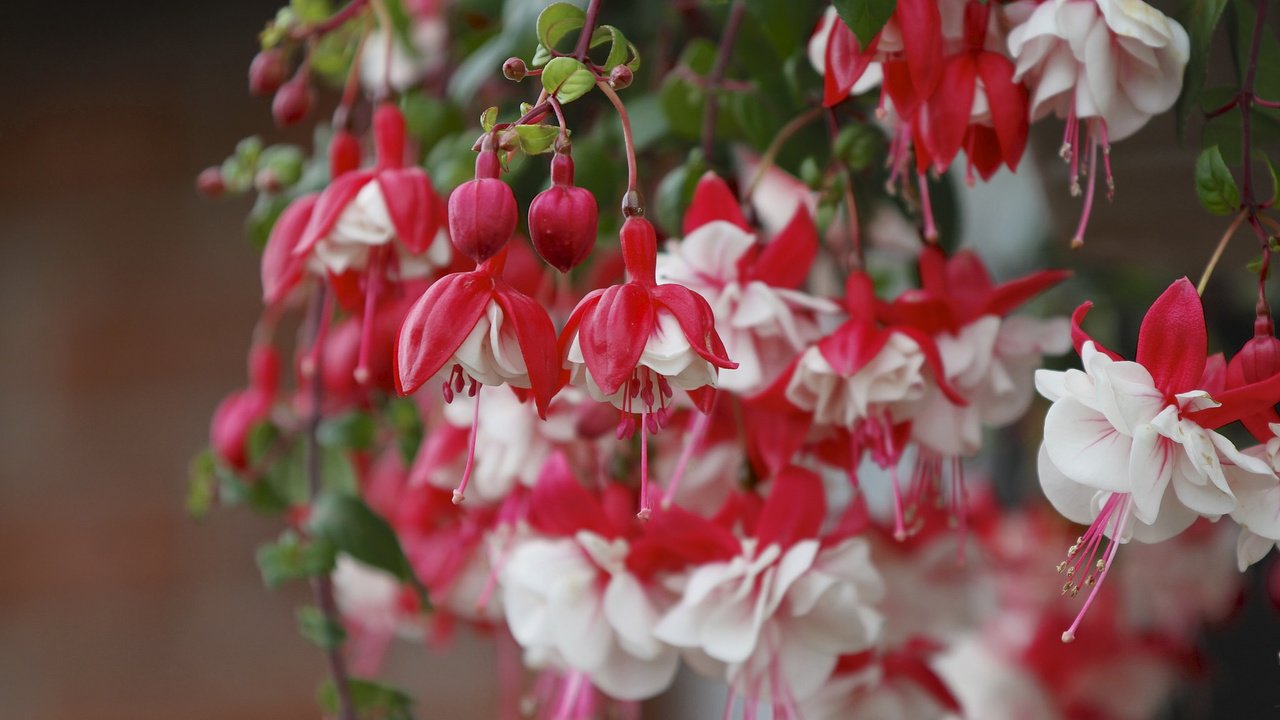 Обои цветы, бутоны, макро, ветки, фуксия, flowers, buds, macro, branches, fuchsia разрешение 2048x1365 Загрузить