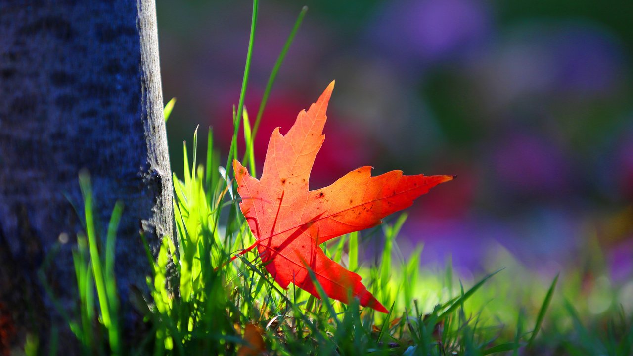 Обои трава, дерево, макро, краски, осень, лист, grass, tree, macro, paint, autumn, sheet разрешение 2048x1366 Загрузить