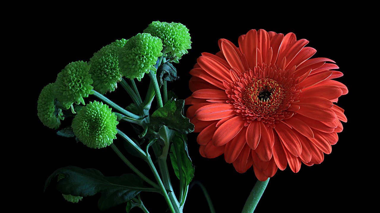 Обои цветы, макро, гербера, флора, flowers, macro, gerbera, flora разрешение 4943x3247 Загрузить