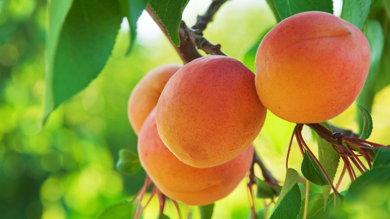 Обои фрукты, абрикос, абрикосы, fruit, apricot, apricots разрешение 6410x4257 Загрузить