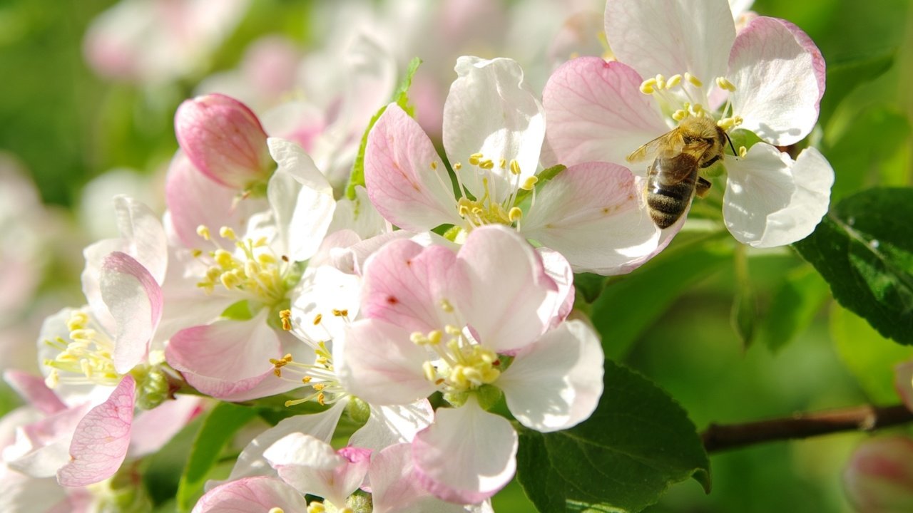 Обои цветение, макро, весна, яблоня, пчела, flowering, macro, spring, apple, bee разрешение 2000x1403 Загрузить