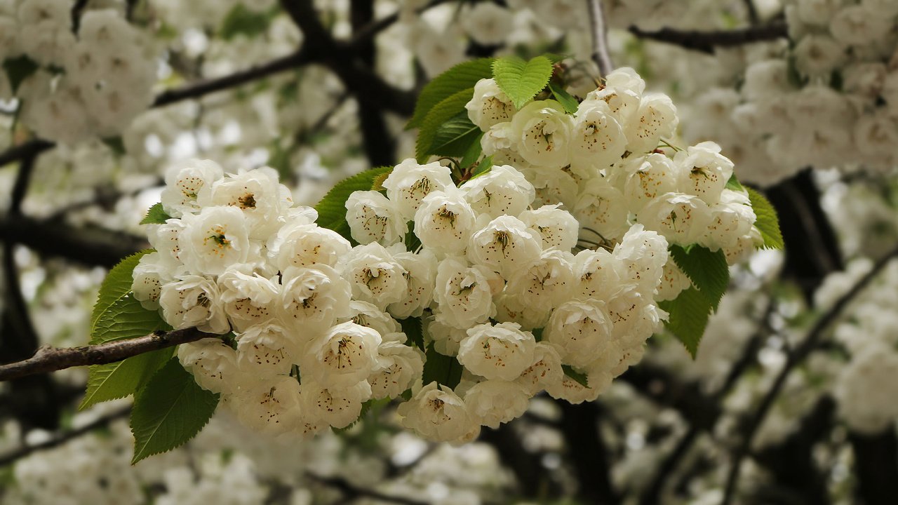 Обои ветка, цветение, весна, вишня, цветки, branch, flowering, spring, cherry, flowers разрешение 2048x1271 Загрузить