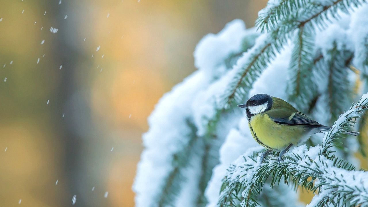 Обои снег, дерево, зима, птица, ель, синица, еловая ветка, snow, tree, winter, bird, spruce, tit, spruce branch разрешение 1920x1170 Загрузить