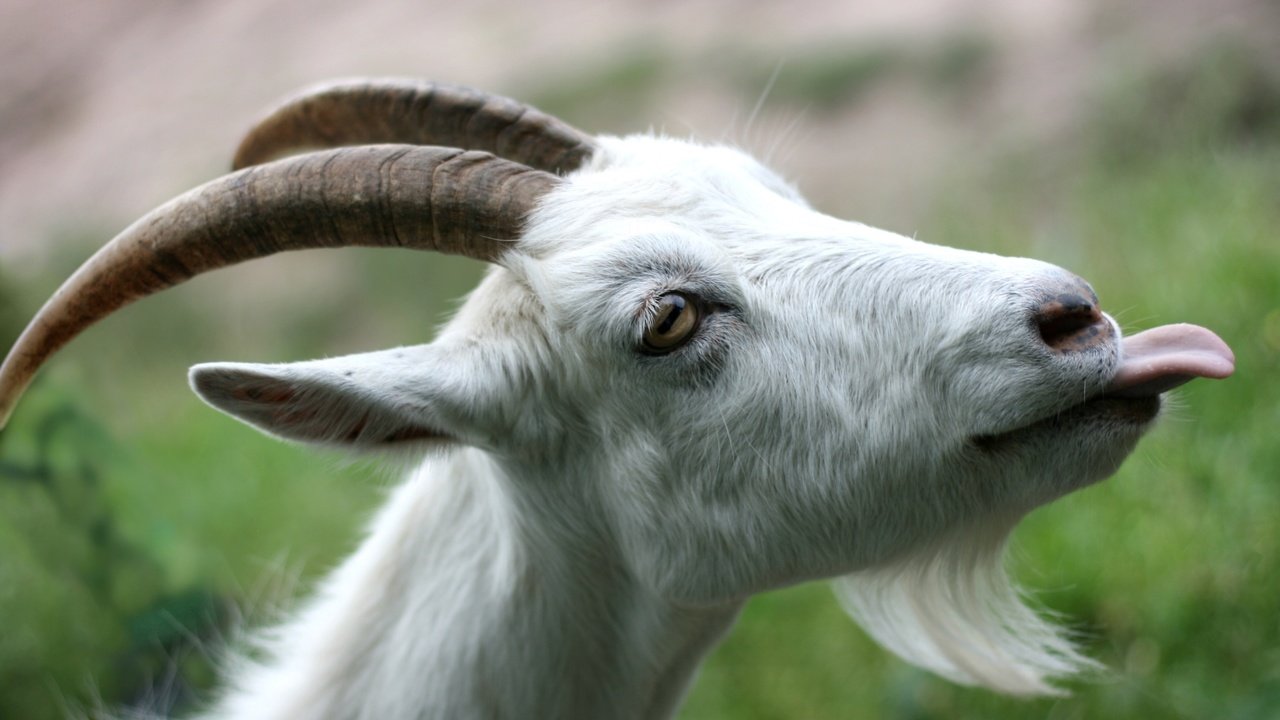 Обои коза, рога, язык, борода, goat, horns, language, beard разрешение 2400x1600 Загрузить