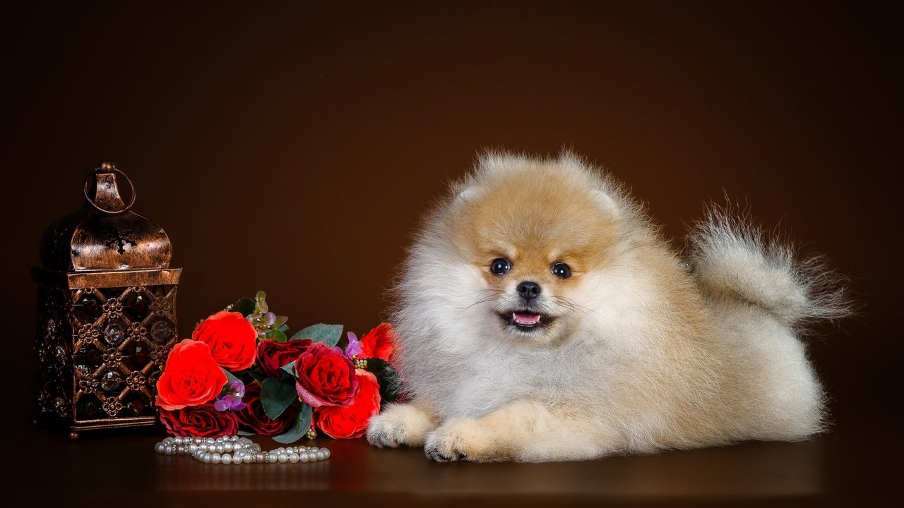 Обои щенок, милый, шпиц, puppy, cute, spitz разрешение 2800x1785 Загрузить