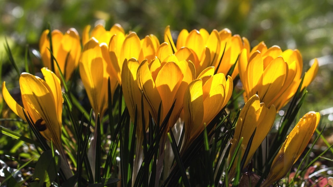 Обои весна, желтые, крокусы, spring, yellow, crocuses разрешение 1920x1273 Загрузить