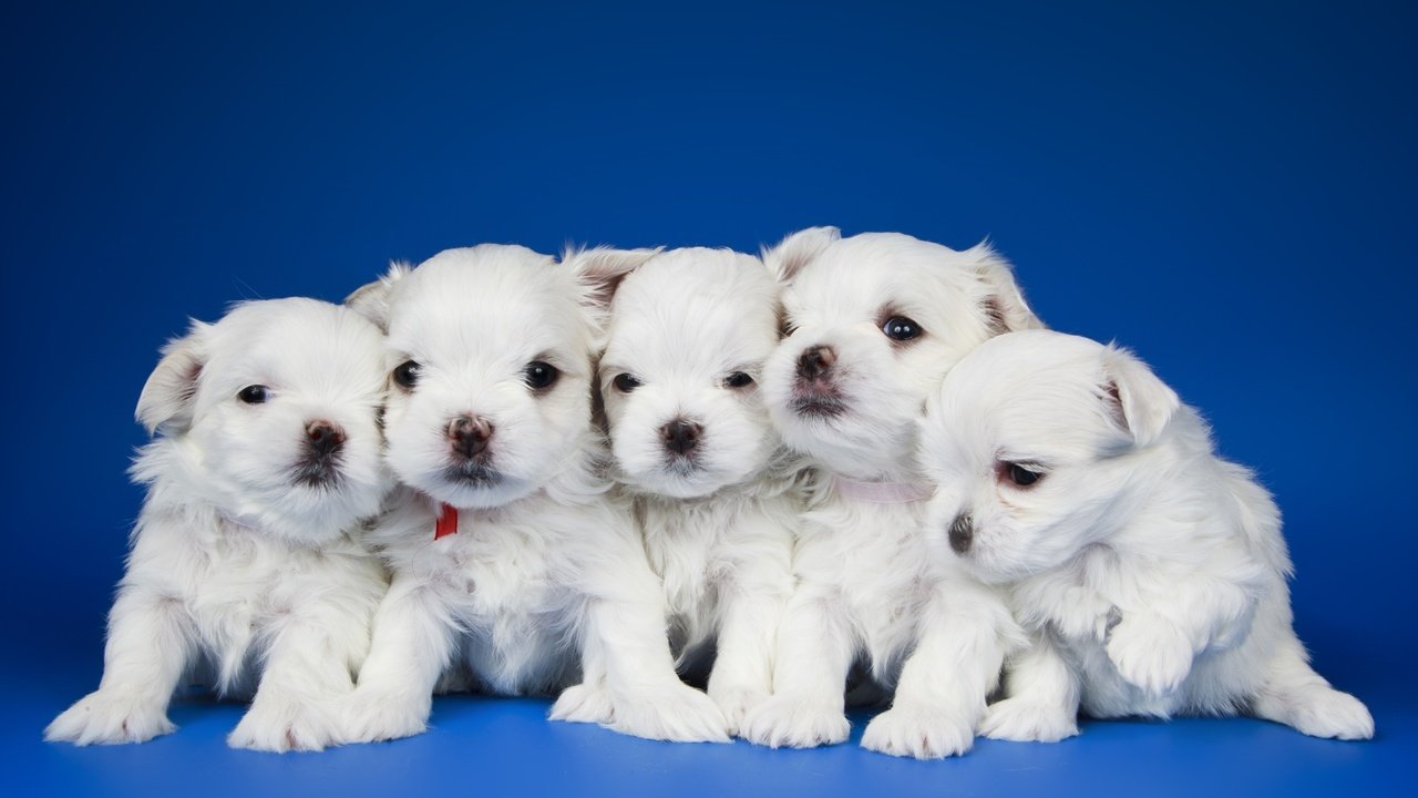 Обои щенки, малыши, квинтет, puppies, kids, quintet разрешение 3400x2030 Загрузить