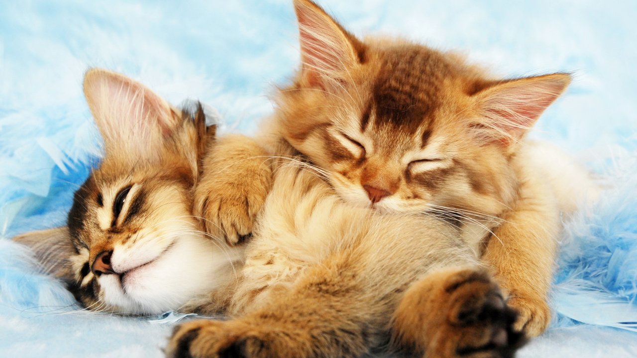 Обои кот, пушистые, спят, котята, cat, fluffy, sleep, kittens разрешение 3375x2000 Загрузить