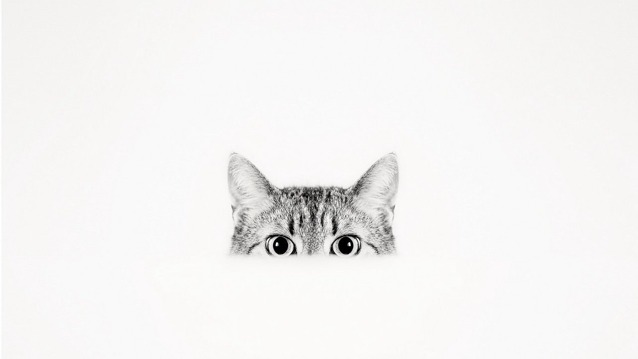 Обои фон, кошка, взгляд, background, cat, look разрешение 1920x1279 Загрузить