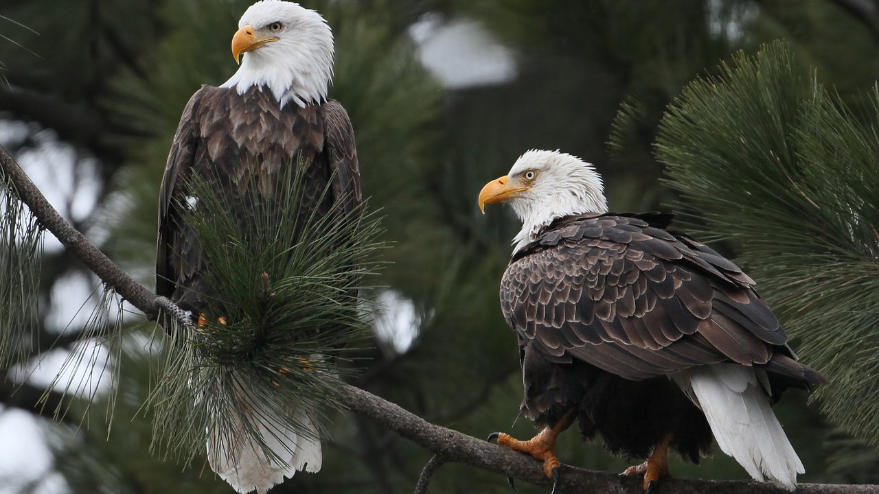 Обои ветка, птицы, белоголовый орлан, branch, birds, bald eagle разрешение 2048x1564 Загрузить