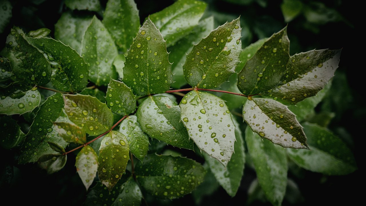 Обои вода, дерево, листья, ветки, капли, зеленые, water, tree, leaves, branches, drops, green разрешение 2048x1368 Загрузить