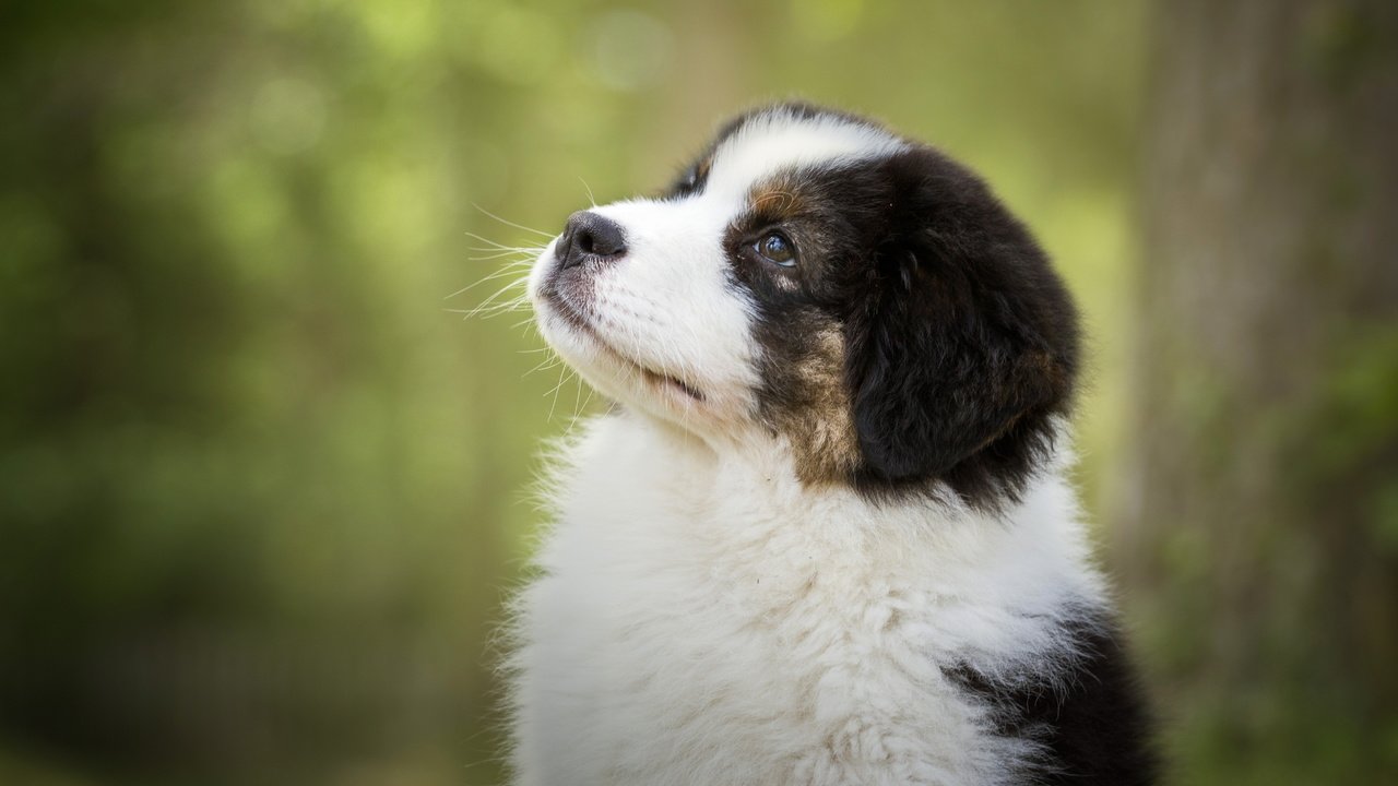 Обои портрет, собака, щенок, весна, portrait, dog, puppy, spring разрешение 5184x2916 Загрузить