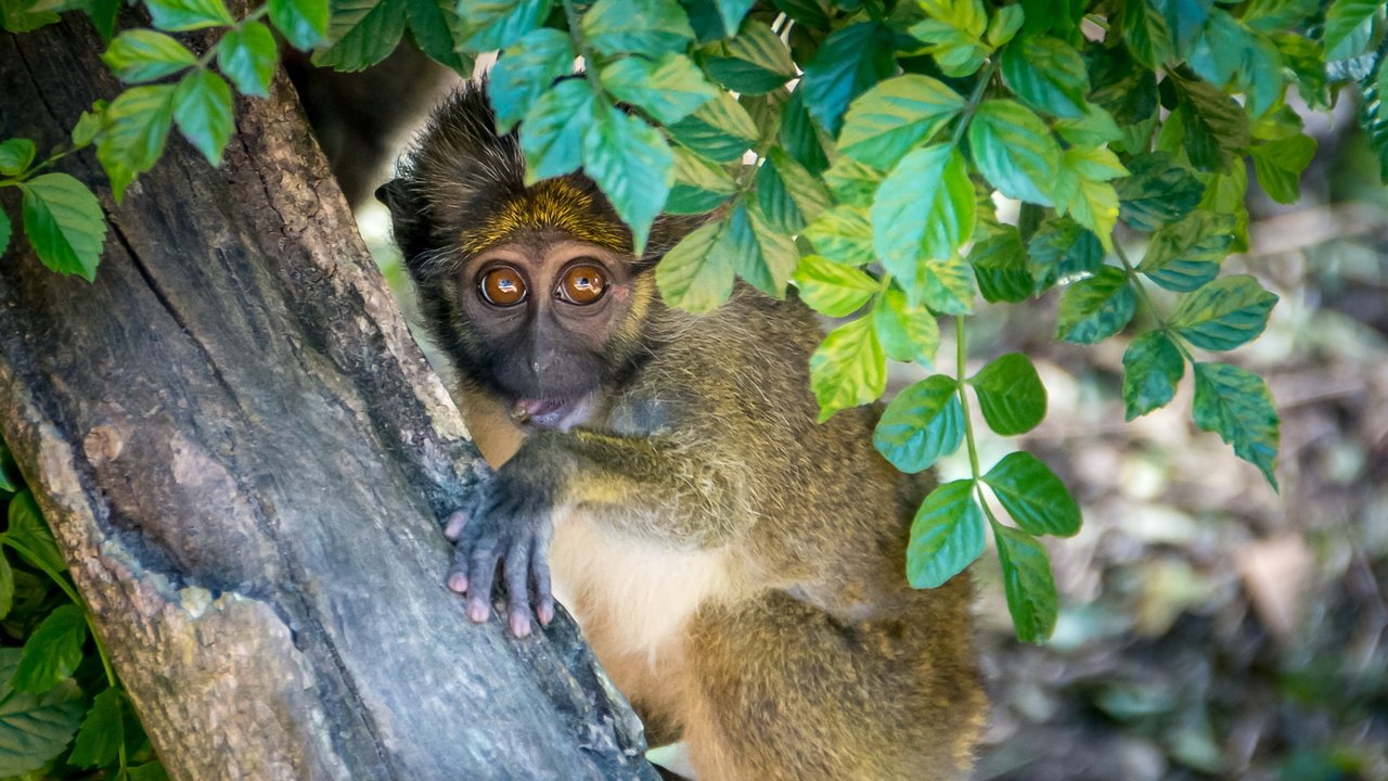 Обои дерево, листья, взгляд, обезьяна, примат, мартышка, tree, leaves, look, monkey, the primacy of разрешение 3000x1687 Загрузить