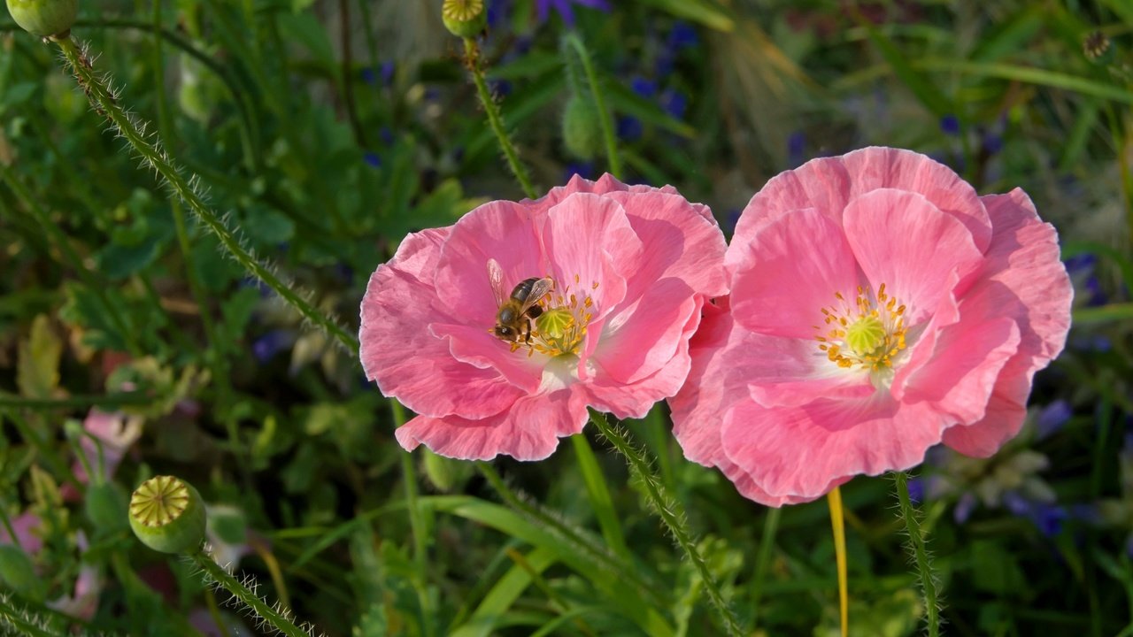 Обои маки, луг, розовый, пчела, maki, meadow, pink, bee разрешение 2700x1794 Загрузить
