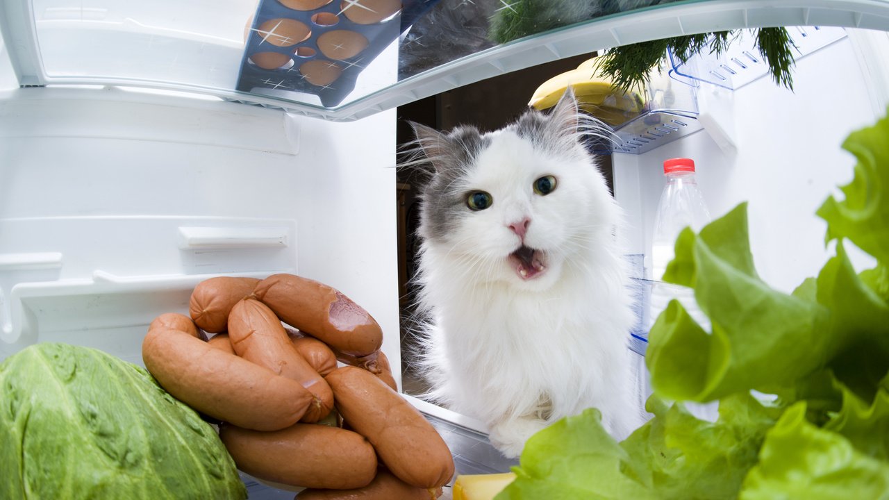 Обои кот, кошка, холодильник, капуста, сосиски, cat, refrigerator, cabbage, sausage разрешение 3990x2655 Загрузить