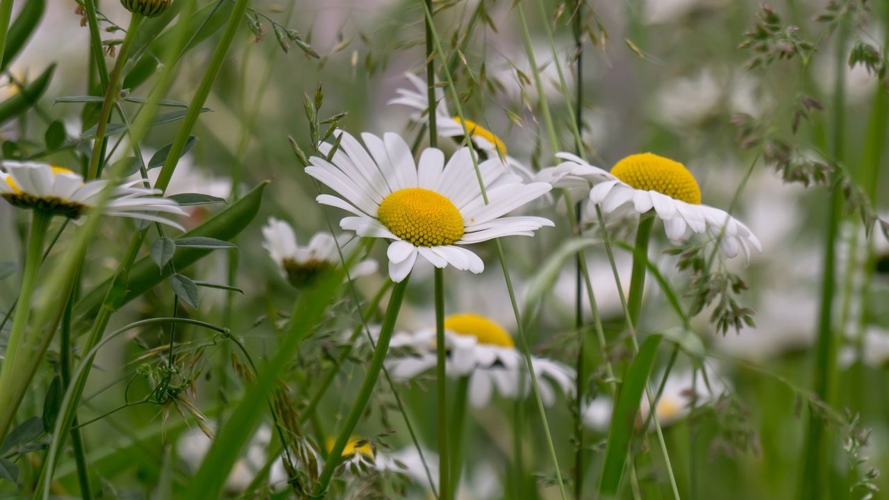 Обои трава, лето, луг, ромашки, grass, summer, meadow, chamomile разрешение 2400x1600 Загрузить