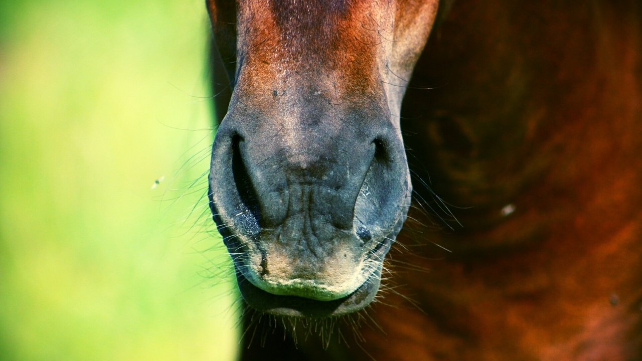 Обои лошадь, конь, носик, horse, spout разрешение 1920x1280 Загрузить