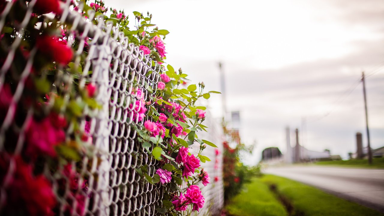 Обои цветы, фон, забор, flowers, background, the fence разрешение 2048x1365 Загрузить