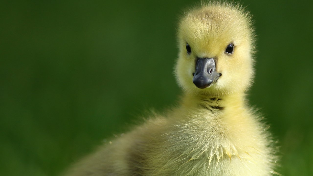 Обои птенец, птица, малыш, утенок, гусенок, chick, bird, baby, duck, gosling разрешение 2048x1536 Загрузить