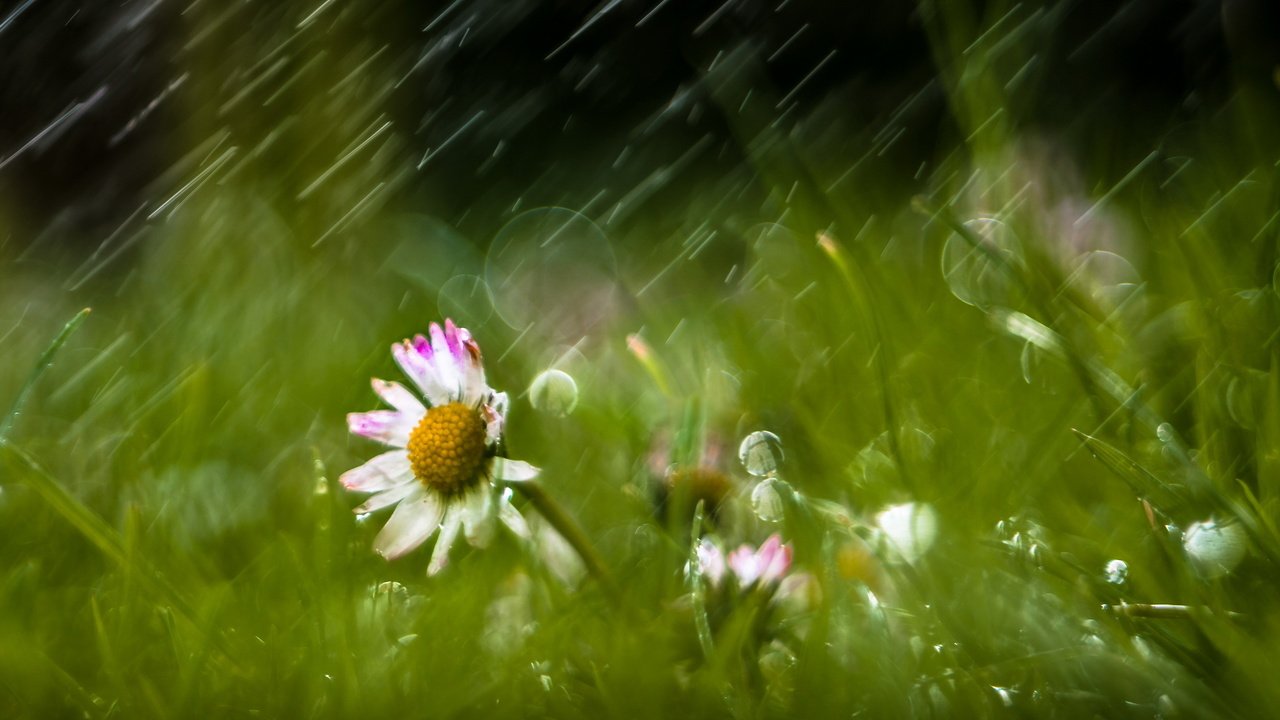 Обои цветы, трава, природа, дождь, ромашки, flowers, grass, nature, rain, chamomile разрешение 2560x1709 Загрузить