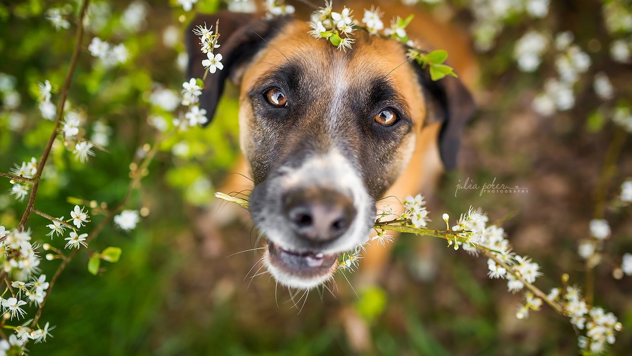Обои цветы, природа, взгляд, собака, весна, друг, flowers, nature, look, dog, spring, each разрешение 1920x1280 Загрузить