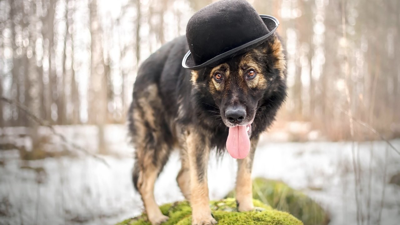 Обои взгляд, собака, друг, шляпа, овчарка, look, dog, each, hat, shepherd разрешение 2560x1618 Загрузить