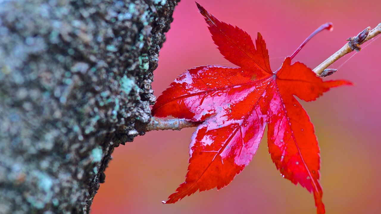 Обои дерево, макро, осень, лист, tree, macro, autumn, sheet разрешение 3840x2400 Загрузить