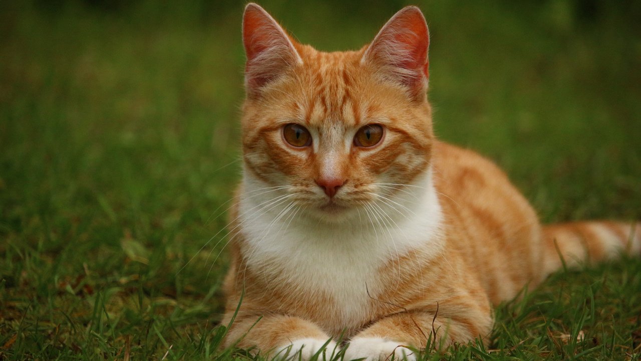 Обои глаза, трава, кот, кошка, взгляд, рыжая, eyes, grass, cat, look, red разрешение 3840x2400 Загрузить