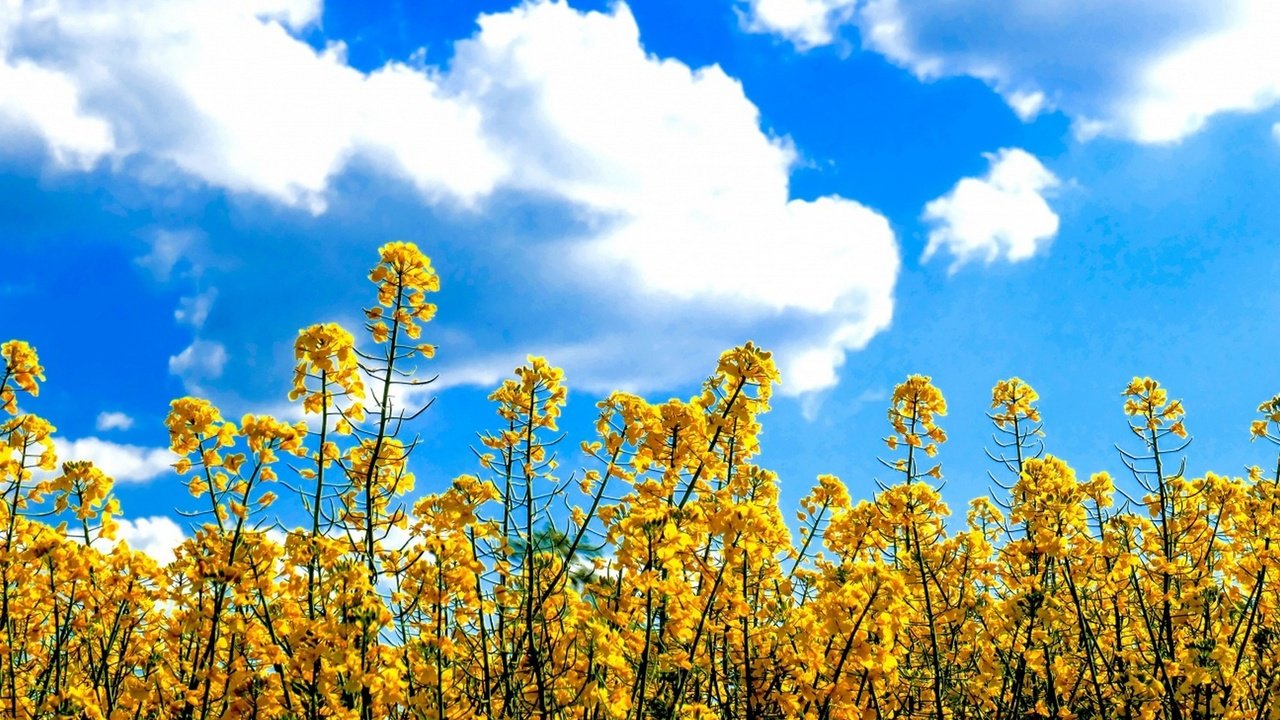 Обои небо, рапс, цветы, облака, поле, луг, желтые, неба,  цветы, в солнечной, sunny, the sky, rape, flowers, clouds, field, meadow, yellow, sky разрешение 1920x1200 Загрузить