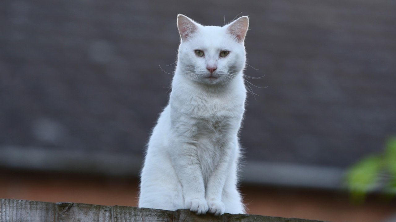 Обои кот, мордочка, взгляд, забор, белый, cat, muzzle, look, the fence, white разрешение 3549x2369 Загрузить