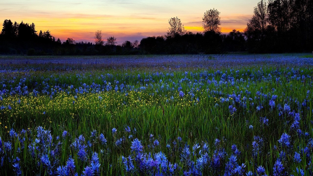 Обои небо, цветы, деревья, природа, зелень, закат, поле, луг, the sky, flowers, trees, nature, greens, sunset, field, meadow разрешение 1920x1200 Загрузить