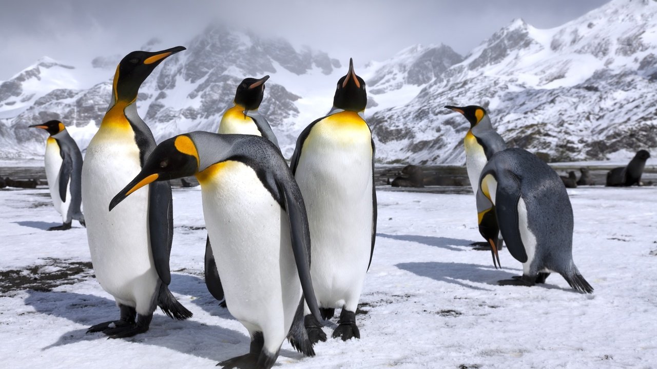 Обои горы, снег, пингвин, пингвины, королевские пингвины, mountains, snow, penguin, penguins, royal penguins разрешение 2500x1667 Загрузить
