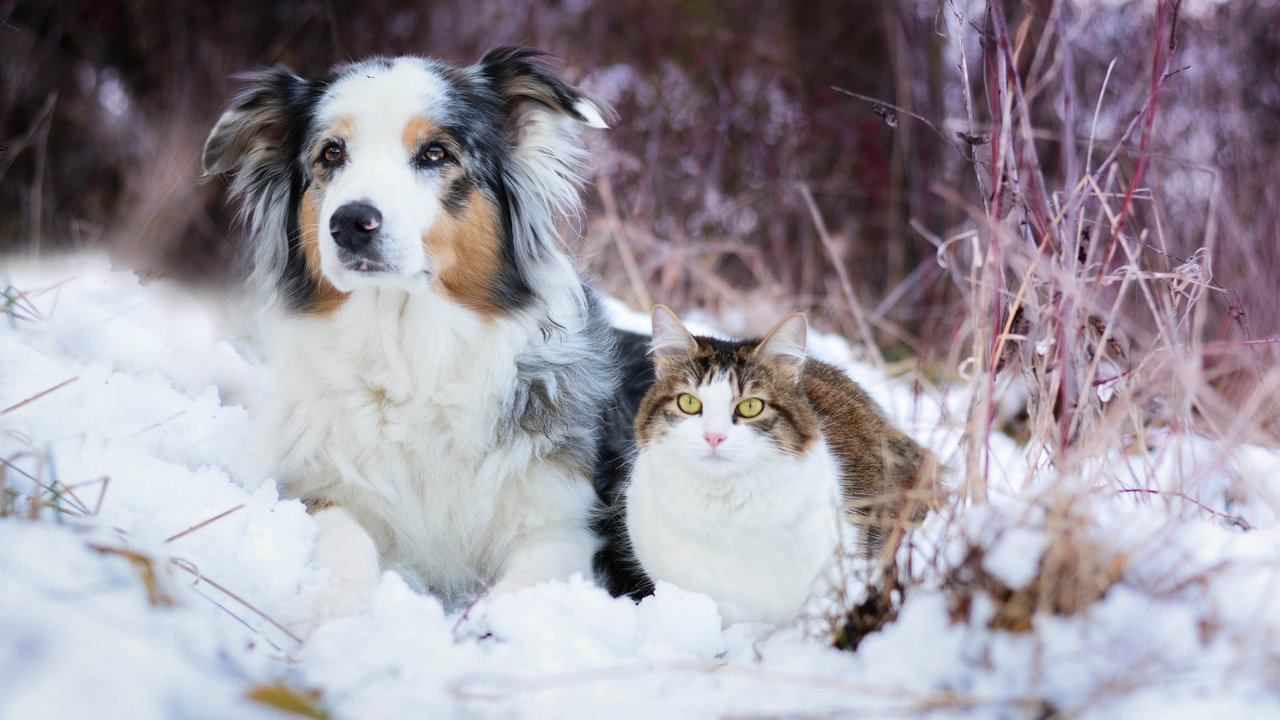 Обои снег, зима, кошка, собака, австралийская овчарка, snow, winter, cat, dog, australian shepherd разрешение 2048x1365 Загрузить
