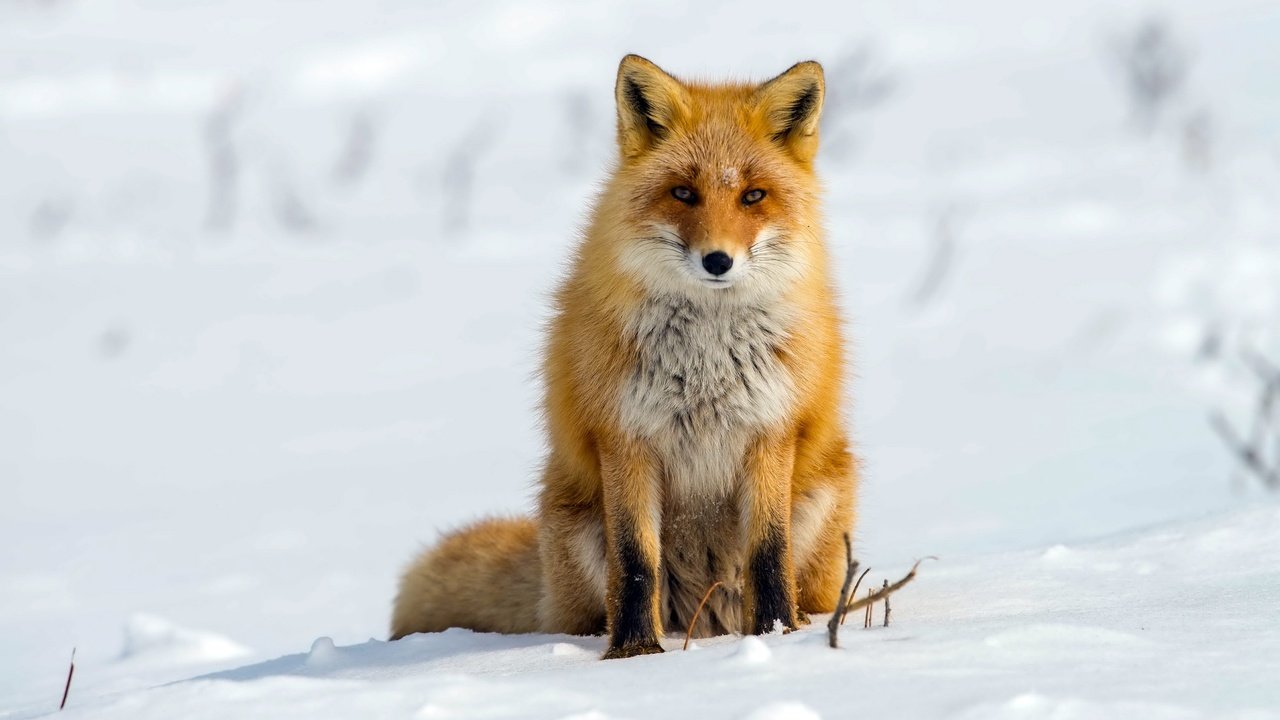 Обои снег, зима, лиса, лисица, snow, winter, fox разрешение 2560x1709 Загрузить